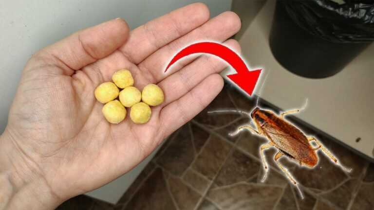 200 Times Stronger Than Garlic! Sprinkle 1 Spoon of This, Orchids Bloom All Year Round