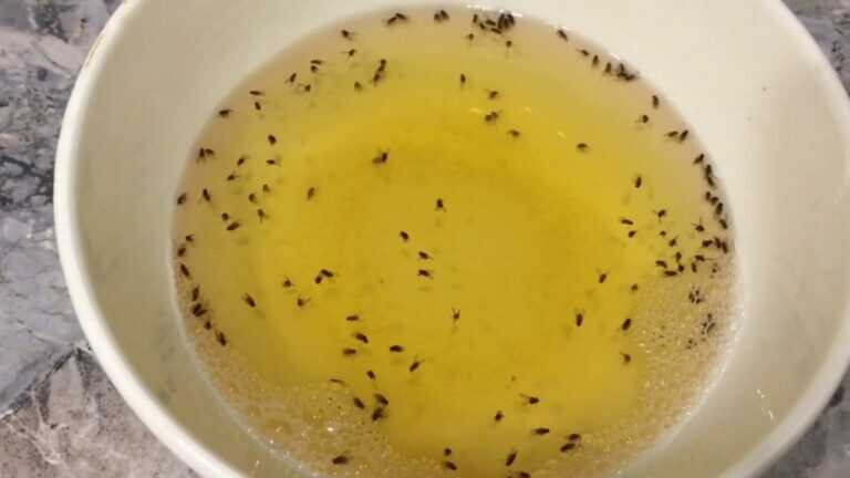 Come sbarazzarsi dei moscerini Drosophila in cucina | Il rimedio funziona al 100%