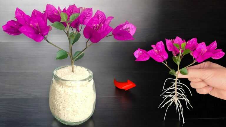 Tylko 1 filiżanka! Gałąź bougainvillei nagle zakorzeniła się szaleńczo i kwitła na zawsze