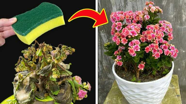 Tão fácil! Como reviver KALANCHOE podre com apenas uma esponja|Wonder Garden