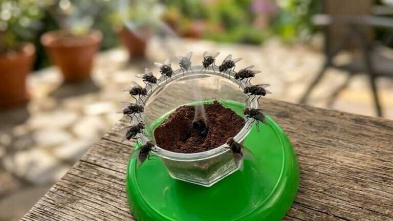 Mi sono sbarazzata delle mosche in 5 minuti con questo rimedio casalingo