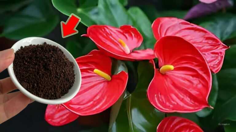 Spargi 1 cucchiaino! L’Anthurium cresce più velocemente e fiorisce più che mai!