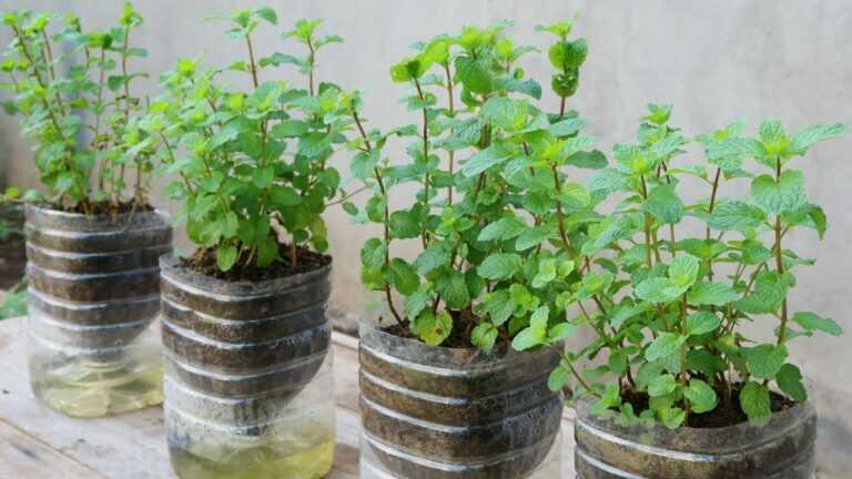 Comment faire pousser de la menthe dans des bouteilles en plastique avec de l’eau à la maison