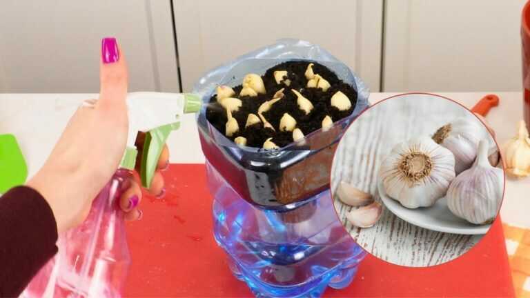 Ho sempre aglio in casa, gratis
