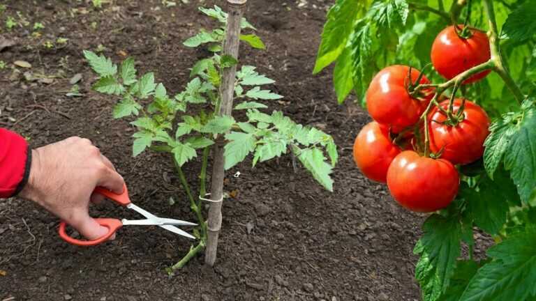 🍅 5 techniques pour que les tomates poussent plus fortes dès le repiquage