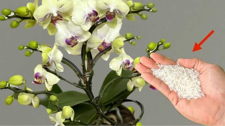 Rắc dưới chậu! Cây lan lập tức tạo rễ và chùm hoa quanh năm