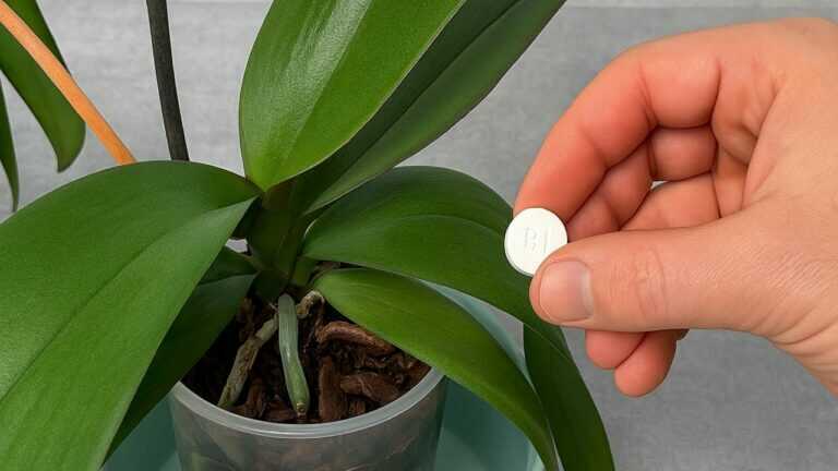 Place Under Orchid! Roots Will Grow 200% And Bloom