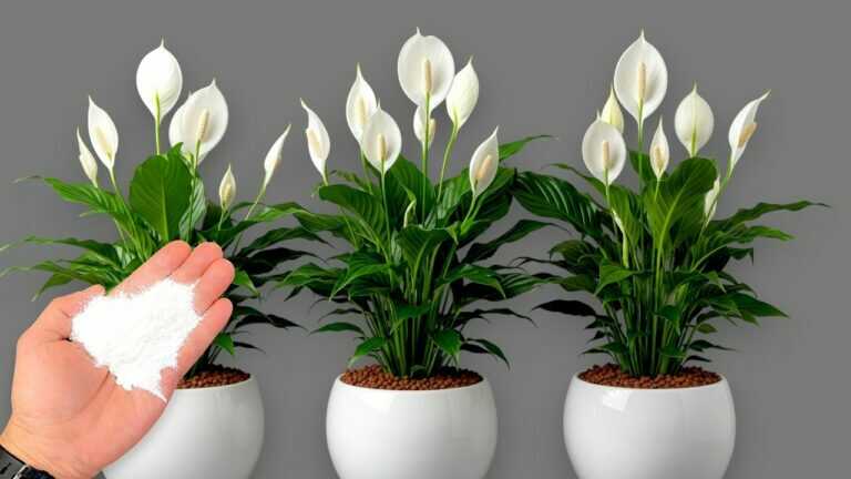 🌸1 Cup a Week! Hundreds Of Flowers Bloom All Year Long Without Fading!