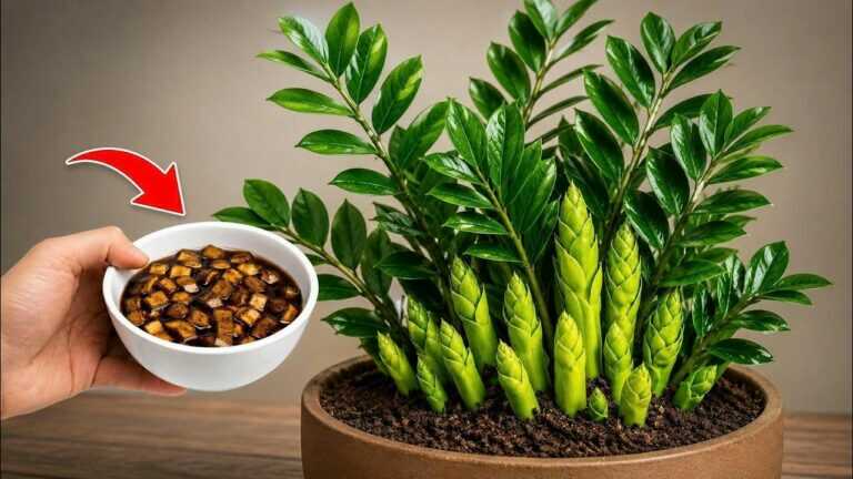 BOM! Eén enkele lepel is genoeg om zelfs de meest “vastgelopen” zamioculcas weer wakker te maken!