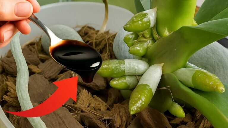 Solo per 1 cucchiaio! Immediatamente appariranno 100 radici e fioriranno tutto l’anno