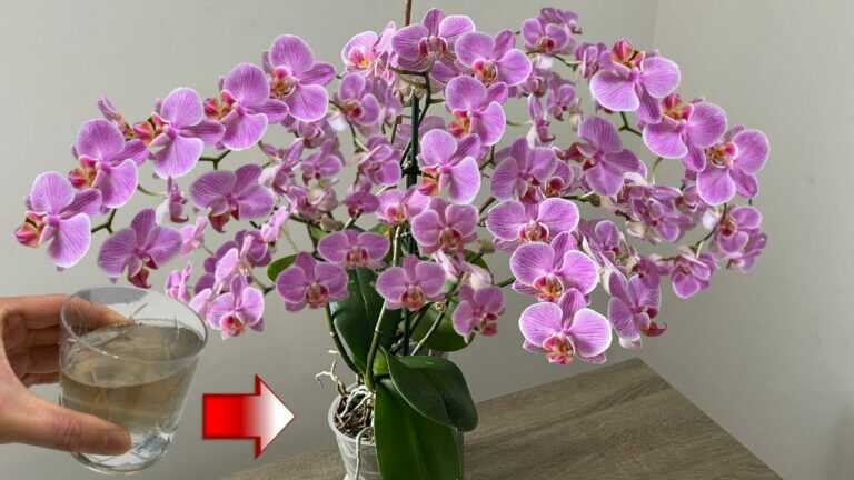 Pilnie to zrób! Orchidea będzie bezustannie kwitnąć i wydawać dużo korzeni.