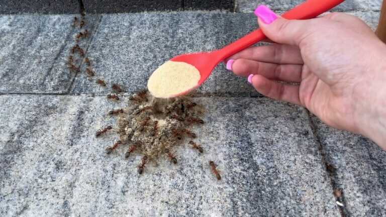 1 cucchiaio e le formiche scompariono! Economico metodo domestico per pochi spiccioli
