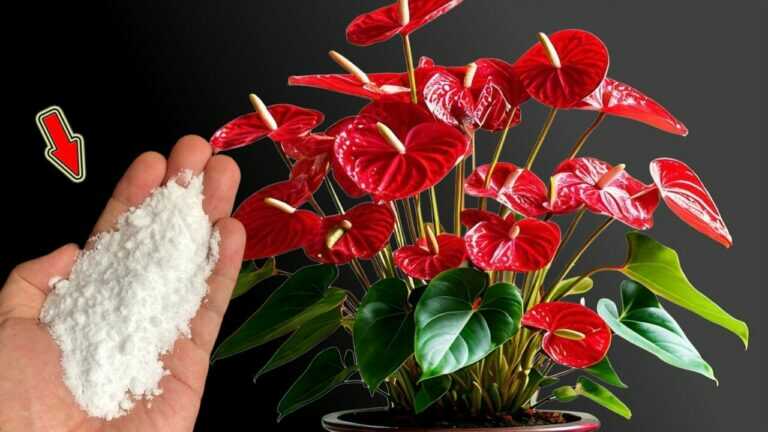 Do This Quickly! Anthurium Grows Thousands Of Roots And Flowers Overnight!