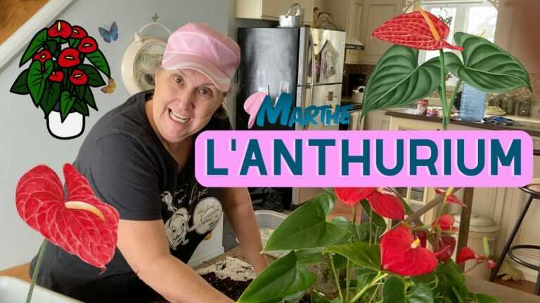 How to properly take care of an anthurium? – horticultural capsule
