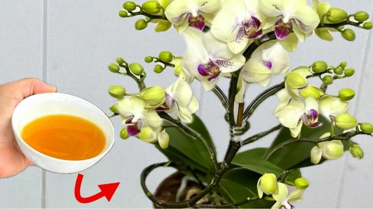 Versa in 1 tazza! Le orchidee deboli svilupperanno immediatamente radici al 100% e fioriranno tutto l’anno.
