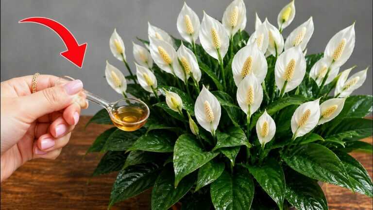 Eén lepel per week! De spathiphyllum (lepelplant) bloeit het hele jaar door uitbundig