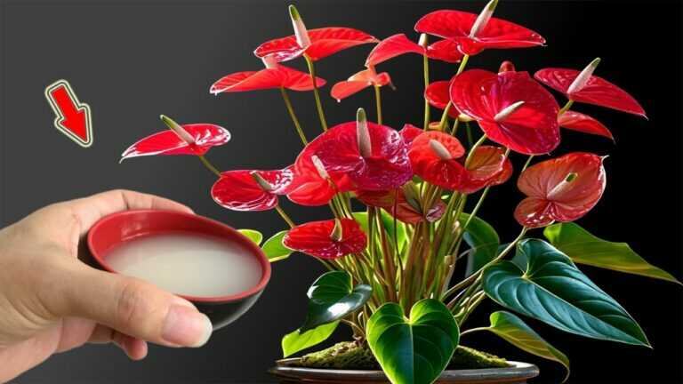 Just Water Once! Anthurium Blooms All Year Long Without Fading!