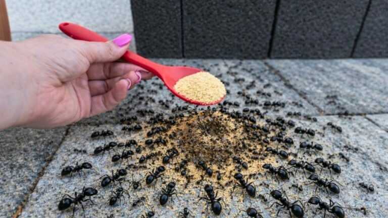 Ants Hate This Spicy Kitchen Cocktail