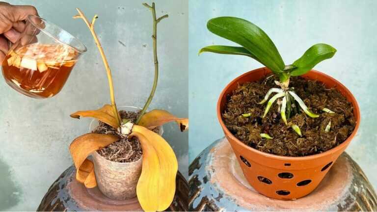 1 kopje per week! Orchideeën maken nieuwe wortels en bereiden zich voor om opnieuw te bloeien