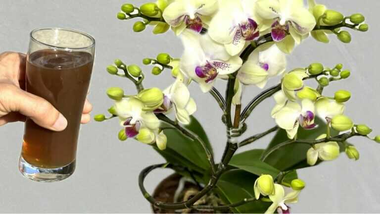 Voor 1 kopje elke week! De orchidee zal onmiddellijk wortels en bloeiwijzen het hele jaar door groeien.