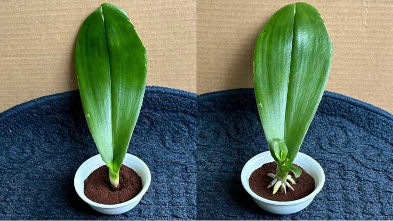 Jen káva! Phalaenopsis kořeny hned od základu a kvete po celý rok