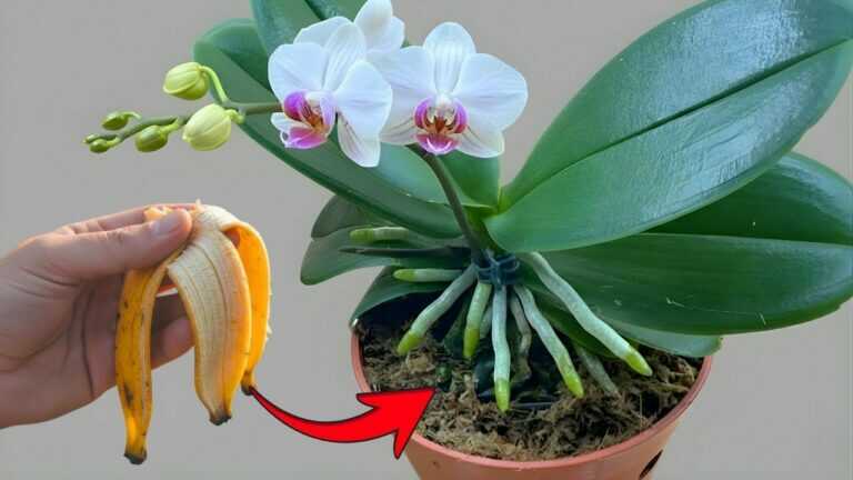 Stačí jediný banán! A orchidej bude znovu bohatě kvést po celý rok