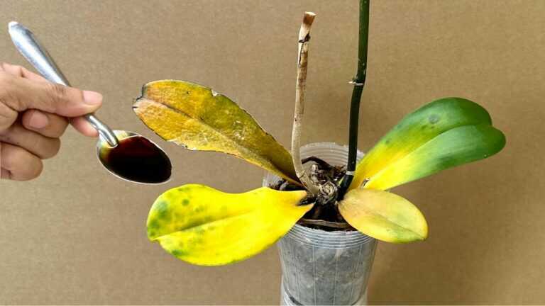 Tylko 1 łyżka! Każda orchidea rośnie z korzenia i z kwiatu