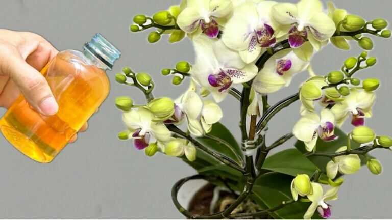 Despeje um pouco nas raízes! A orquídea imediatamente floresce o ano inteiro de maneira estranha