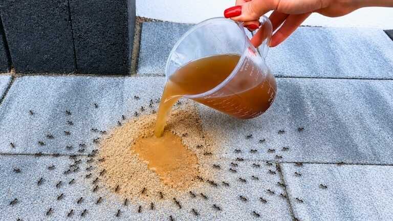 Put it in the cracks of the ankle. Hundreds of ants are escaping one after another