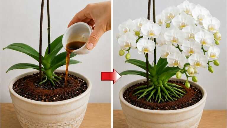 Pokud to nevíte, ihned vyzkoušejte! Už nebudete mít orchideje bez květin!