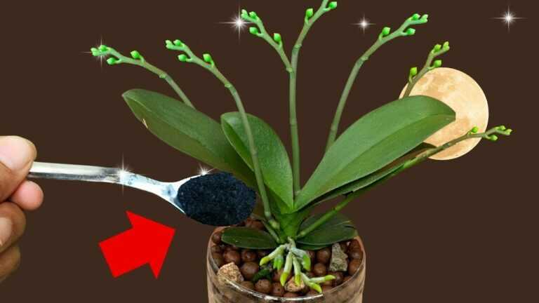 Strooi gewoon één keer! Wie had gedacht dat zowel bloemen als wortels verder groeien dan de verbeelding