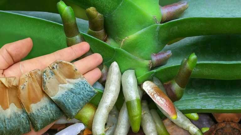 Połóż to pod storczykiem! Prosty sposób na zdrowe korzenie i obfite kwitnienie orchidei