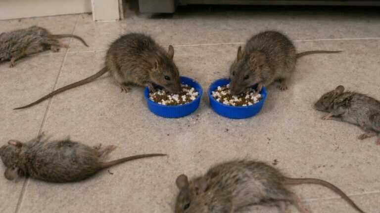 WE ALL DIE INSTANTLY! HOW TO KILL RATS INSTANTLY WITHOUT POISON AND WITHOUT SPENDING ANYTHING