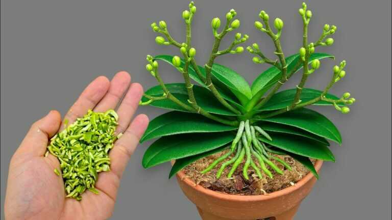 🌸1 Spoon a Week! Suddenly Your Orchid Is Producing New Roots and Flowers All Year Round