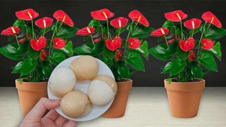 Con l’uso magico del guscio d’uovo, il tuo anthurium fiorirà brillantemente tutto l’anno