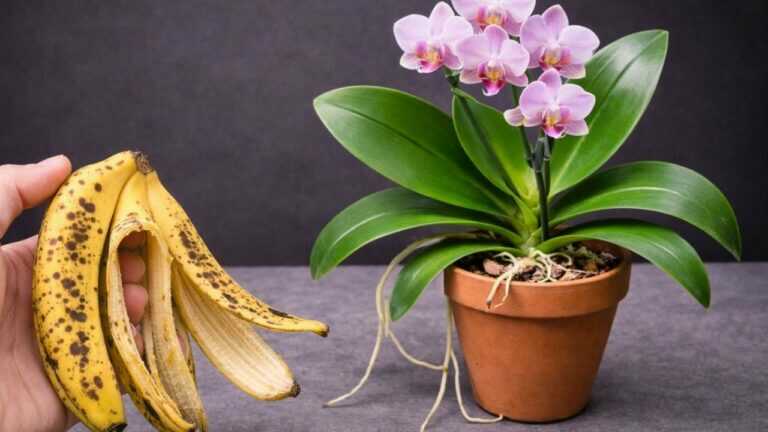 Umieść kawałek pod orchideą — ona nagle zakwitnie.