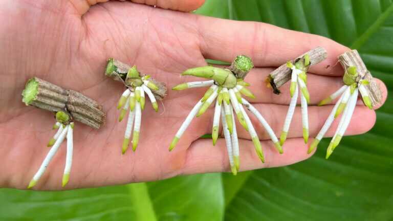 Hoe orchideeën te vermeerderen met aloë vera in plastic flessen