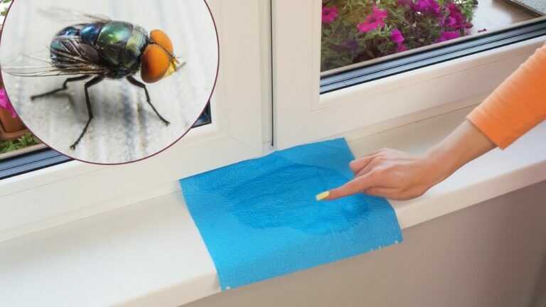 Leg das Blatt auf das Fensterbrett und keine Fliege wird eindringen