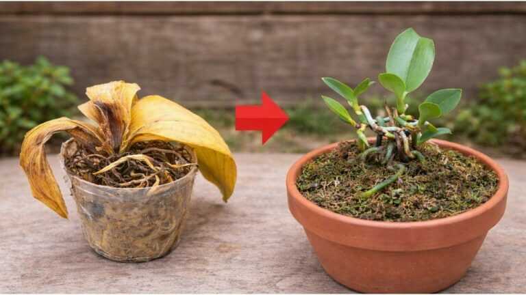 How to Save an Orchid with No Leaves (Step-by-Step Rescue Guide)