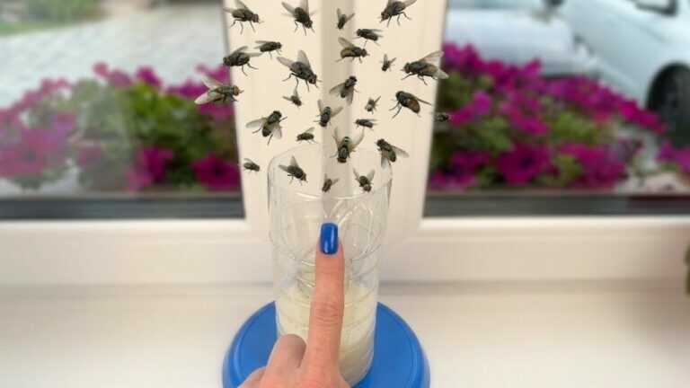 Du wirst in der Küche keine Fliege oder Mücke mehr sehen – du musst das nur ans Fenster stellen!