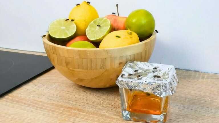 Sie verschwinden in 1 Nacht. Die einfachste Falle gegen Fruchtfliegen, die funktioniert