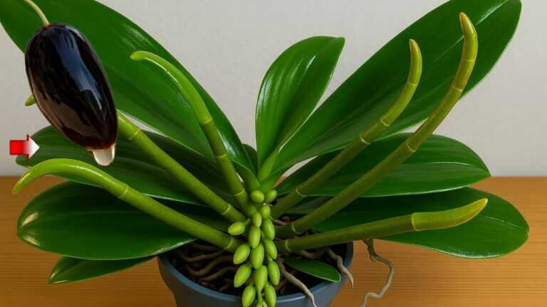 Ihned to udělejte! Orchideje za pouhých 20 dní vyprodukují mnoho květinových větví