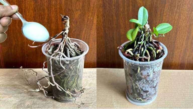 Stačí jedna lžíce! Jak zachránit orchidej se shnilými kořeny a podpořit tvorbu nových