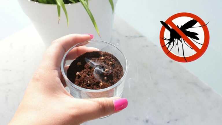 Il vecchio metodo dei forestali. 5 trucchi naturali contro le zanzare
