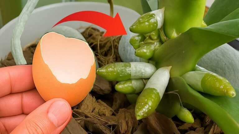 Place under an orchid! Suddenly grow 200% new roots and bloom all 4 seasons