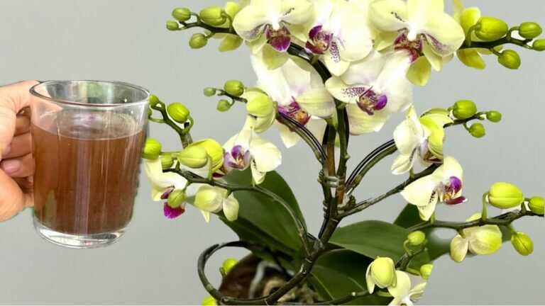 Une tasse par semaine ! Votre orchidée produira immédiatement de nouvelles racines et des fleurs.