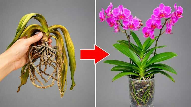 🌸 Pěstujte orchideje tímto způsobem! Rychle zesílí a bohatě vykvetou po dlouhou dobu