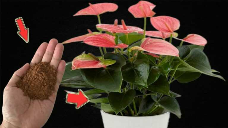 Polvilhe um pouco em cada planta! Os antúrios estão florescendo sem parar!