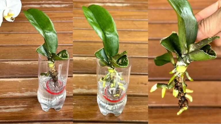 🌱 Překvapivý trik! Orchidej vytvoří nové kořeny a mladé výhonky už za měsíc