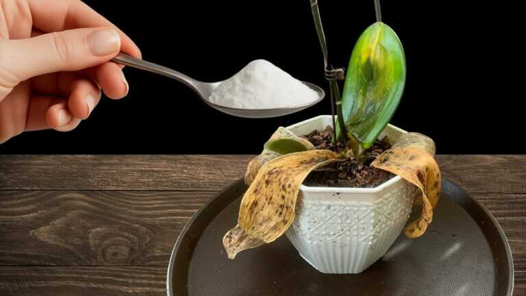 Spargi un cucchiaio! All’improvviso l’orchidea miracolosamente rinasce e fiorisce